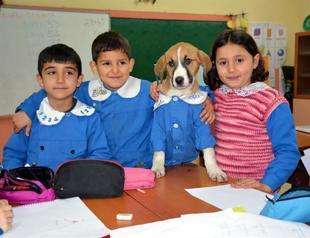 Fındık, the puppy in school uniform, has died