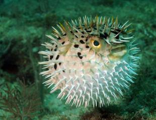 Project against puffer fish delights local fishermen