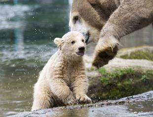 Public debut without public for polar bear cubs at Dutch zoo