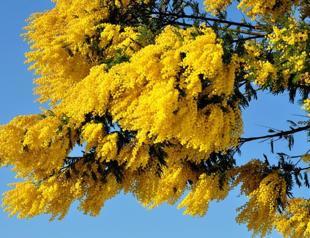 Locals fight to protect indigenous flowers
