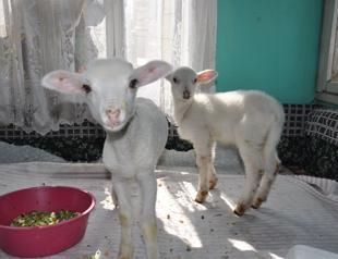 Old woman living with her lambs calls emergency hotline to ask for animal fodder
