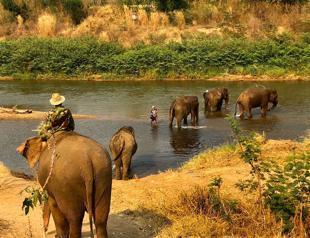 Hungry and in chains, Thailands tourist elephants face crisis