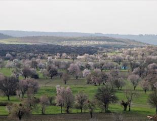 Flowers bloom on Manisa volcano