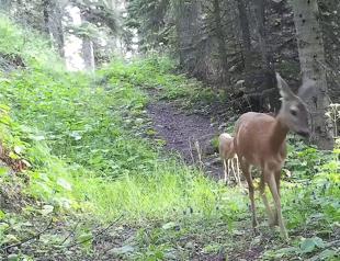 Camera traps snap photos from wildlife