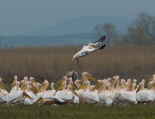 Storks return home as spring comes