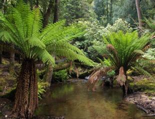 Evidence suggest 90 mln-year rainforest in Antarctica