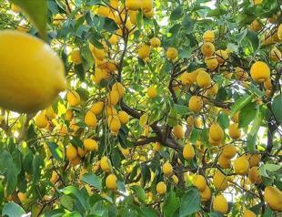 Turkey subjects lemon to export control amid COVID-19