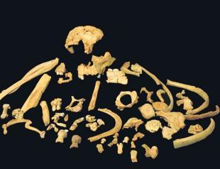 Fossil teeth yield oldest genetic material from extinct human species