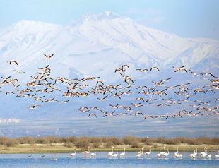 Water birds return to improved reeds