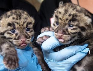 Cuteness alert: Zoo Miami shows off clouded leopard kittens