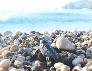 Beaches empty, caretta carettas to lay eggs soon