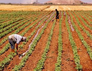 Turkish ministries to allocate idle lands to farmers