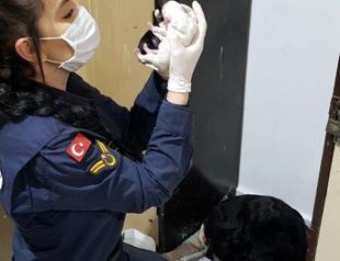 Gendarmerie officers help dog give birth