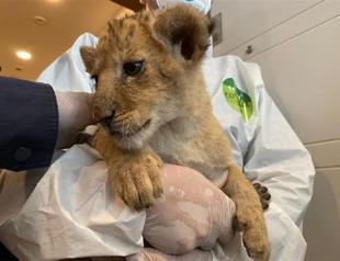 Model living with lion, snake in Istanbul flat detained