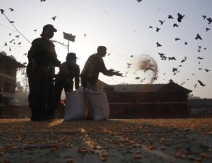 Volunteers feed hungry animals at Nepal’s revered shrine