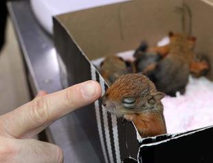 Baby squirrels adopted by forest staff