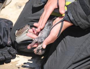 Kittens rescued by firefighters’ artificial respiration