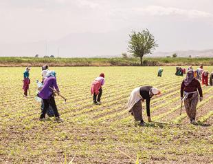 Agriculture workers, stockbreeders exempted from weekend curfew: Minister
