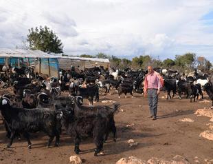 Turkish nomads’ migration hampered by COVID-19