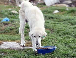 Turkish city planning project to feed stray animals
