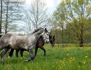 Istanbul Municipality shares photos of horses on islands in good condition