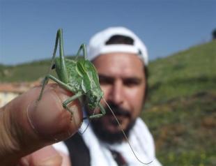 New insect species can be seen in Turkey: Expert