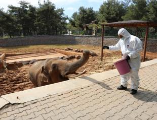 Baghdad Zoo Animals Suffer as Mercury Hits 50 Degrees