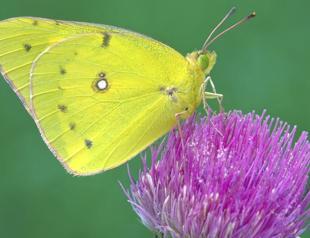 Bugged: Earths insect population shrinks 27% in 30 years