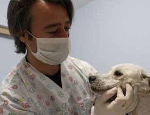 Volunteer vets take care of stray animals