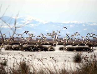 Migratory birds benefit from COVID-19 measures