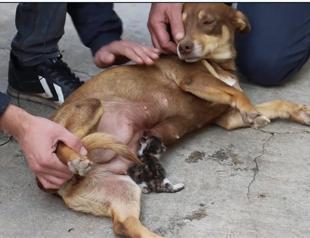 Kitten adopted, fed by pregnant dog in Turkey