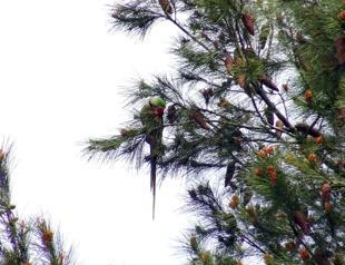 Parakeets chirp in Istanbul streets