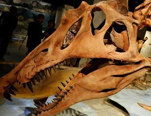 Huge African dinosaur thrived in the water