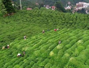 Tea pickers on high demand amid travel curbs