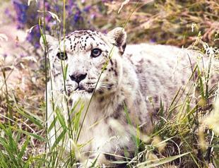 Indian officials capture rare snow leopard, send it to zoo