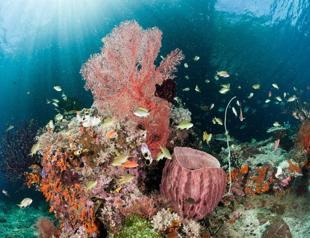 COVID-19 measures beneficial to marine biodiversity: Expert