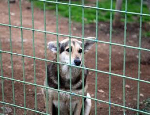 Number of abandoned animals increases in Turkey amid virus
