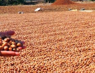 Turkeys hazelnut exports up by over 50 pct in 8 months