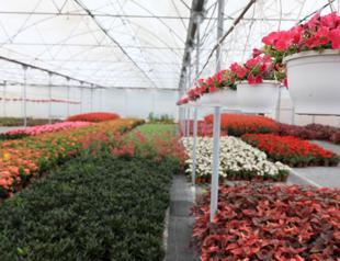 Flower growers eye Italian and Spanish markets
