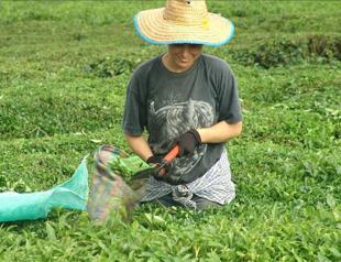 Turkish tea growers brewing up solutions to virus travel curbs