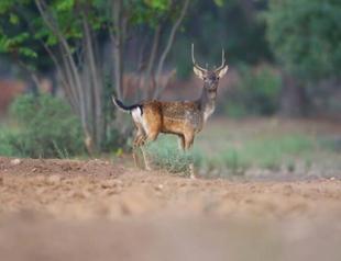 Number of endangered fallow deer increases from seven to 500