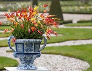 Istanbul Tulip returns home after 200 years