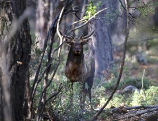 Fallow deer habitat grows in Turkey