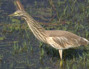 Bird population increases in eastern Turkey’s lake