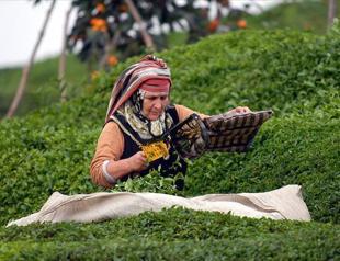 Tea producers granted travel permit amid virus