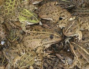 Water frogs may be wiped out by 2050 in south Çukurova region due to over consumption: Experts