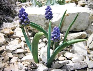 New herbaceous plant species discovered in NE Turkey