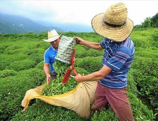 Black Sea city Rize readies for flock of tea pluckers