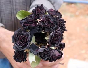 Harvesting time for the ‘pearl of Euphrates’