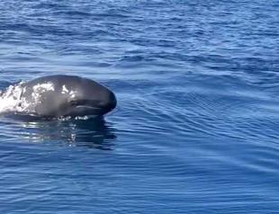 False killer whales spotted in Aegean Sea first time in decades